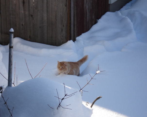 snowcat